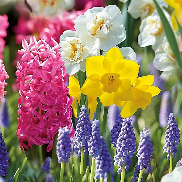 GROW by OBI Duftend-Kollektion 25 Stück günstig online kaufen