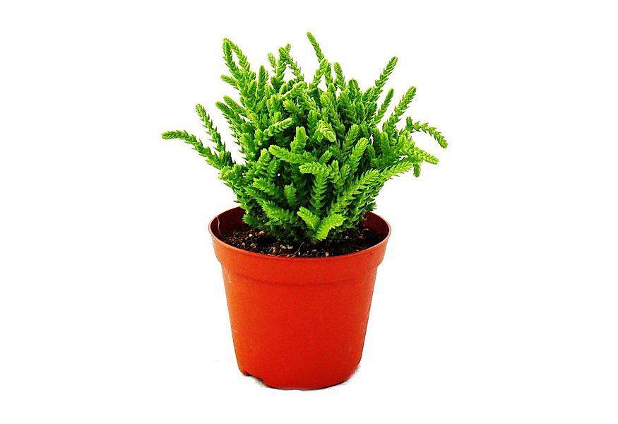 Exotenherz Kaktus Sukkulente - Crassula lycopodioides - Mäuseschwanz - im 8 günstig online kaufen