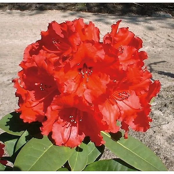 Großblumige Rhododendron Red Jack 50-60cn - Alpenrose günstig online kaufen