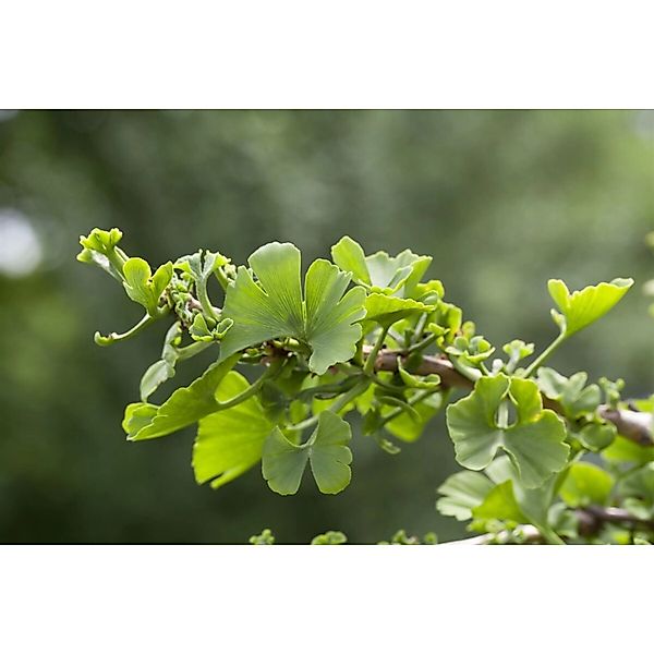 Ginkgo Biloba Troll Fächerblattbaum Kompakt 80 cm Stammhöhe günstig online kaufen