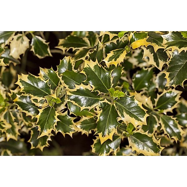 Ilex Aquifolium Silver Queen Stechpalme Buntlaubig 30–40 cm günstig online kaufen