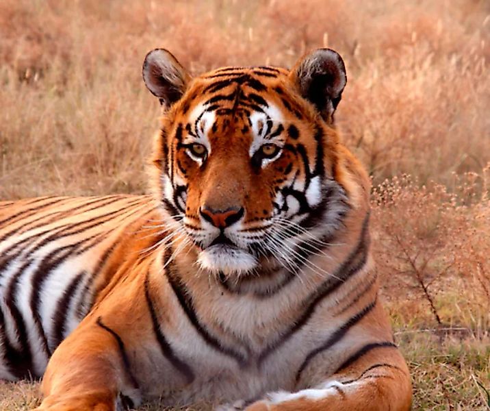 Papermoon Fototapete »Tiger« günstig online kaufen