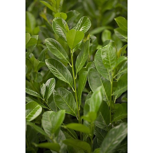 Prunus laurocerasus 'Rotundifolia' 100-125 cm günstig online kaufen
