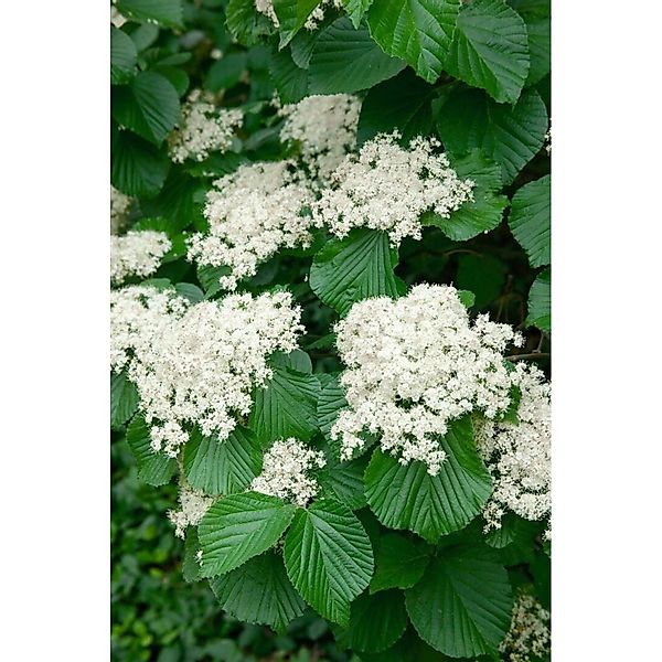 Viburnum Dilatatum Cardinal Candy Schneeball 40–60 cm Rote Beeren günstig online kaufen