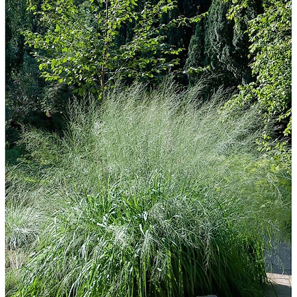 Riesen Pfeifengras Transparent - Molinia arundinacea günstig online kaufen