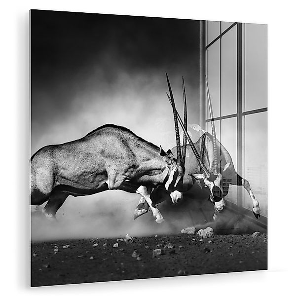 MuchoWow Acrylglasbild Antilope - Schwarz und günstig online kaufen