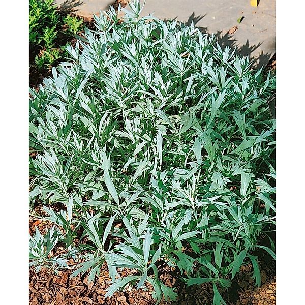 Artemisia Ludoviciana Valerie Finnis Prärie Beifuß Ca. 9x9 cm Topf günstig online kaufen