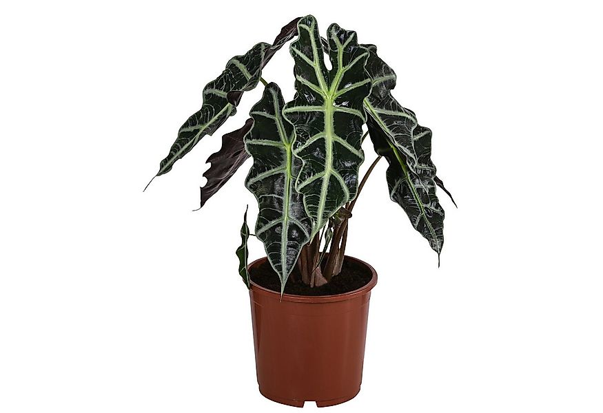 Dehner Zimmerpflanze Pfeilblatt Polly, Alocasia amazonica, tropische Schönh günstig online kaufen