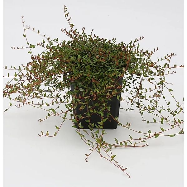 Gewöhnliche Moosbeere 20-30cm - Vaccinium oxycoccus günstig online kaufen