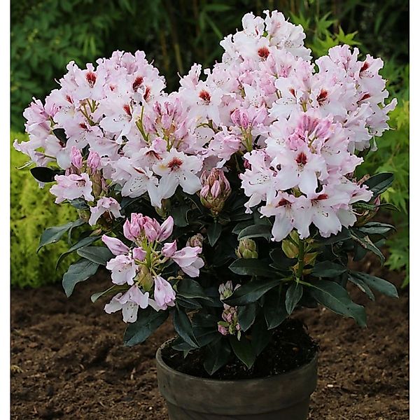 INKARHO - Großblumige Rhododendron Graffito 50-60cm - Alpenrose günstig online kaufen