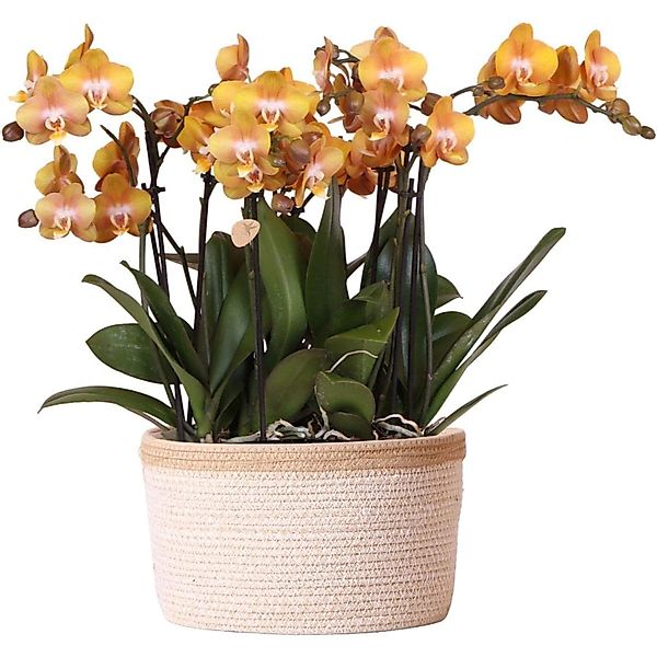 Kolibri Orchids Orange Orchideen Set inkl. Wassertank Drei Orange Orchideen günstig online kaufen