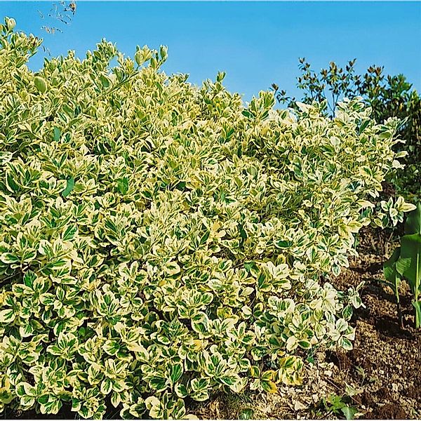 Euonymus Japonicus President Gauthier Immergrün 80–100 cm günstig online kaufen