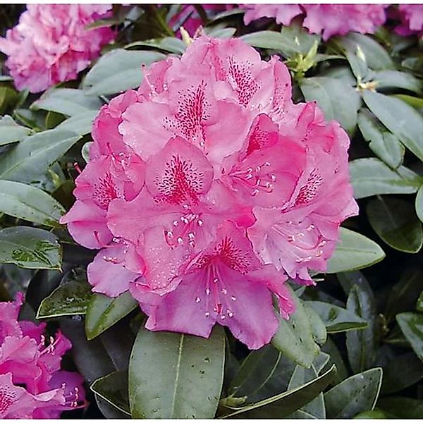 INKARHO - Großblumige Rhododendron Constanze 30-40cm - Alpenrose günstig online kaufen