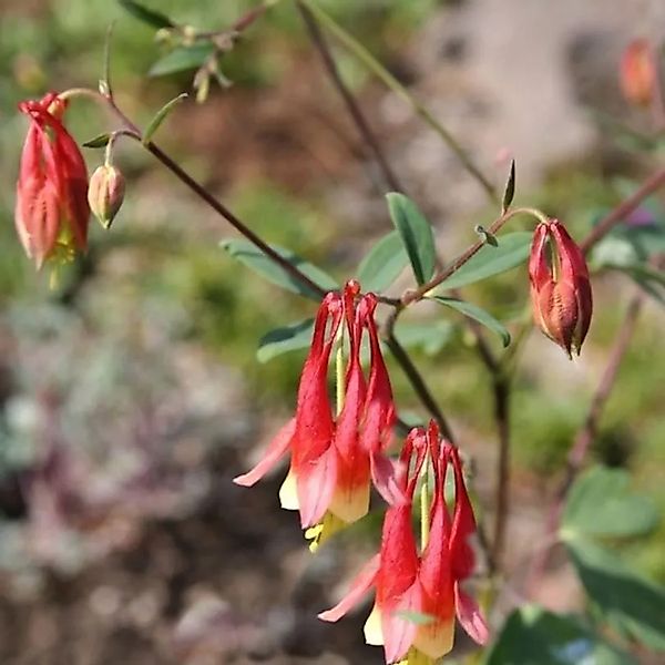 Fächer Akelei - Aquilegia canadensis günstig online kaufen