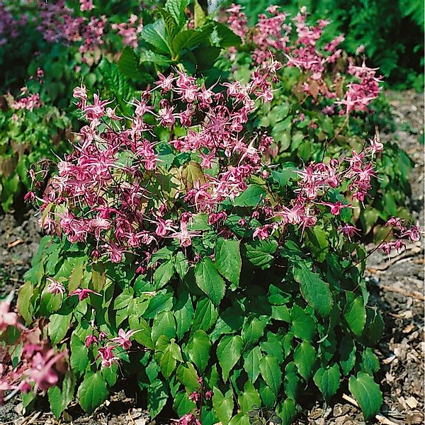 Epimedium Grandiflorum Rubinkrone Elfenblume Ca. 9x9 cm Topf günstig online kaufen
