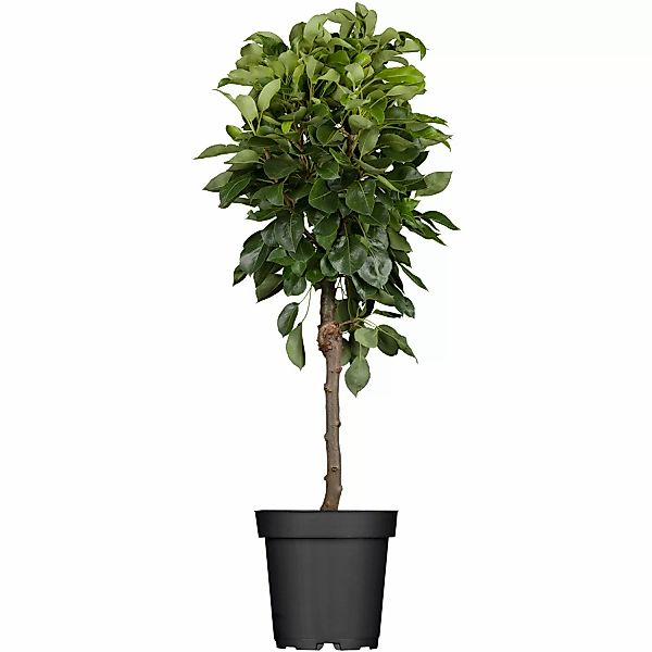 GROW by OBI Bio Birne Gute Luise Gelb-Grün Höhe ca. 120 - 140 cm Topf ca. 7 günstig online kaufen