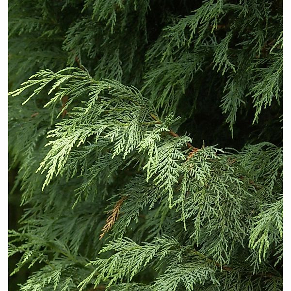 Leyland Zypresse Blue Jeans 40-60cm - Cupressocyparis Leylandii günstig online kaufen