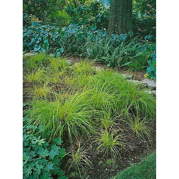 Carex Montana Raureif Berg-Segge Grün Ca. 9x9 cm Topf günstig online kaufen
