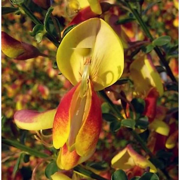 Edelginster Erlkönig 60-80cm - Cytisus scoparius günstig online kaufen