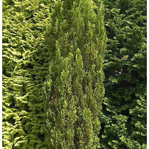 Kegelzypresse Ellwoodii Gold 25-30cm - Chamaecyparis lawsoniana günstig online kaufen