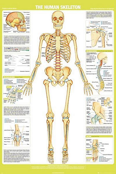 Poster Educational - Bildung - Poster - Chartex - Skeleton günstig online kaufen