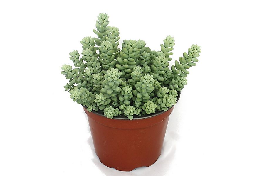 Exotenherz Kaktus Sedum morganianum burritum - Affenschaukel - 12cm Topf günstig online kaufen
