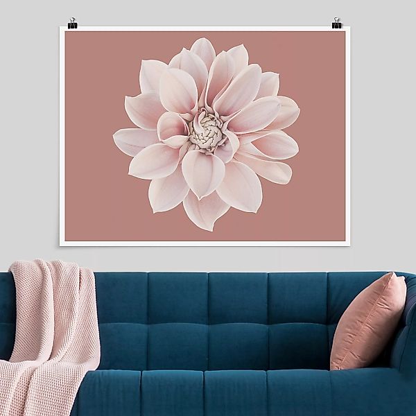 Poster Dahlie Beigerot Rosa günstig online kaufen