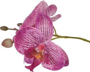 Kunstpflanze Orchidee, Home affaire, Höhe 38 günstig online kaufen