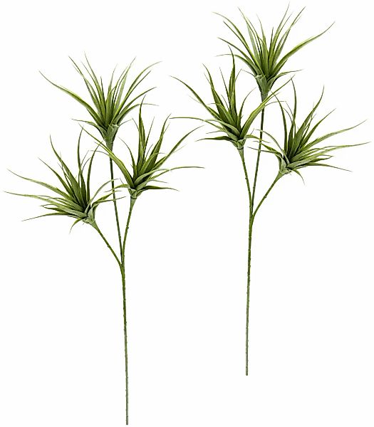 I.GE.A. Kunstpflanze "Tillandsia", 2er Set günstig online kaufen