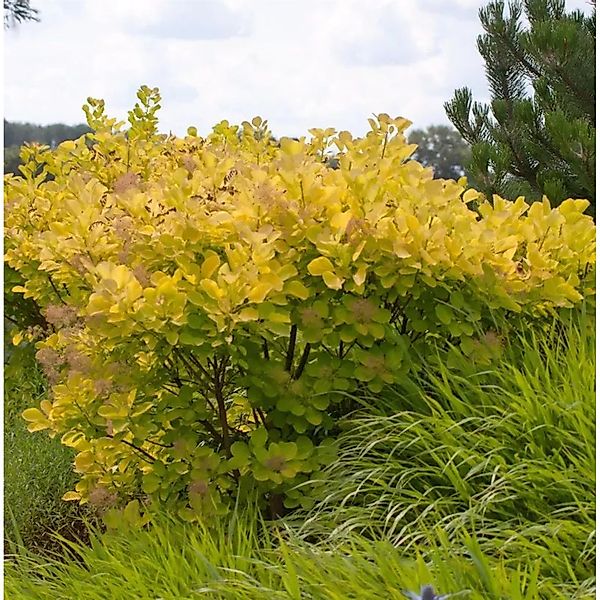 Perückenstrauch Golden Spirit 25-30cm - Cotinus coggygria günstig online kaufen
