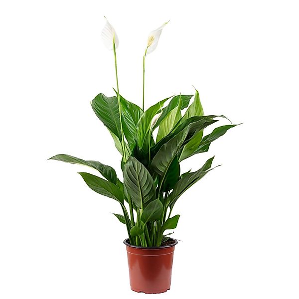 Flowerbox Zimmerpflanze Einblatt - Spathiphyllum, pflegeleicht - Höhe ca. 5 günstig online kaufen