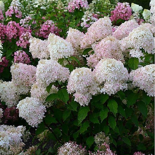 Rispenhortensie Pinkachu 40-60cm - Hydrangea paniculata günstig online kaufen