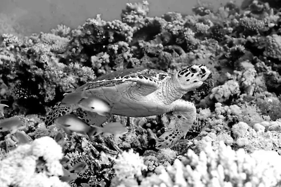 Papermoon Fototapete »Schildkröte Schwarz & Weiß« günstig online kaufen