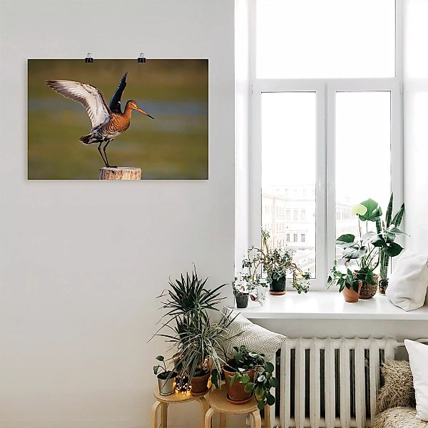 Artland Poster "Uferschnepfe im Landeanflug", Vogelbilder, (1 St.), als Alu günstig online kaufen