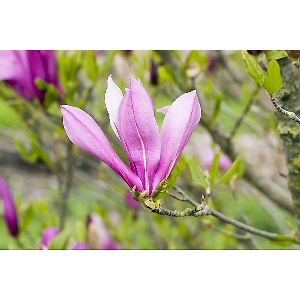 Magnolia Liliiflora Tulpenmagnolie 40-60 cm günstig online kaufen