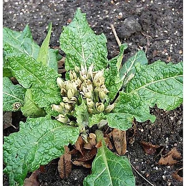 Alraune - Mandragora officinarum günstig online kaufen