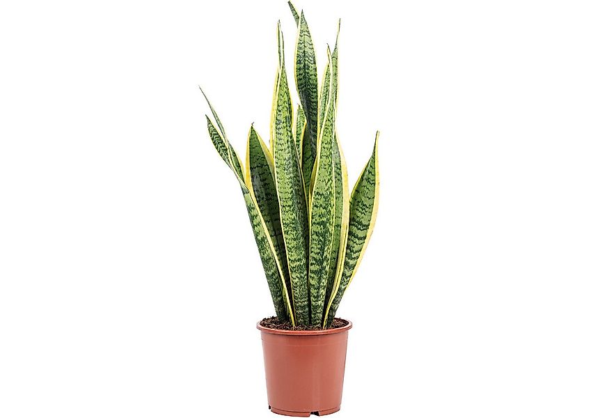 Flowerbox Zimmerpflanze Bogenhanf - Sansevieria trifasciata Laurentii, echt günstig online kaufen