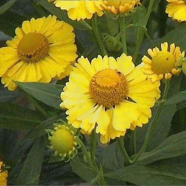 Sonnenbraut Double Trouble - Helenium cultorum günstig online kaufen