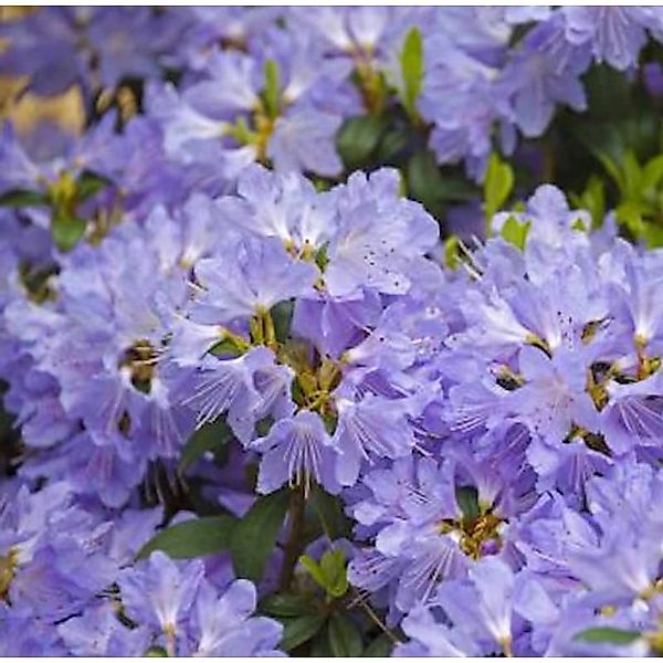 Wild - Rhododendron Russautinii 30-40cm - Rhododendron augustinii günstig online kaufen