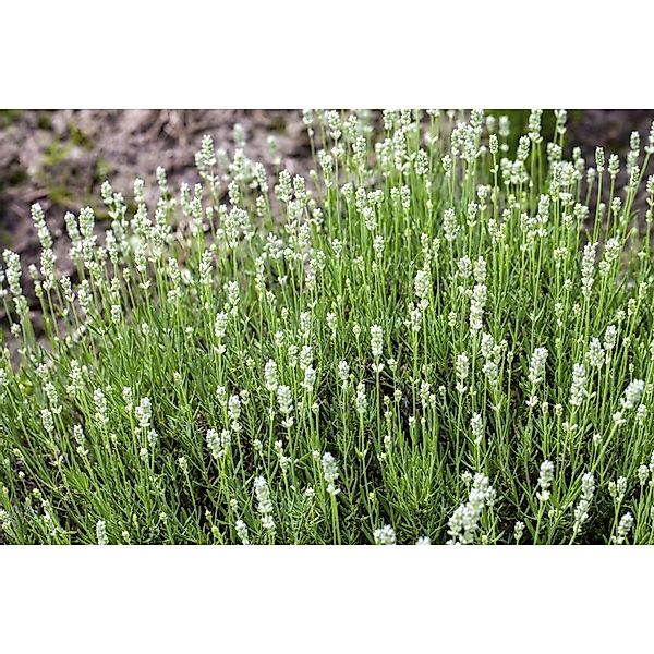 Lavandula Angustifolia Echter Lavendel Arctic Snow Ca 9x9 cm Topf günstig online kaufen