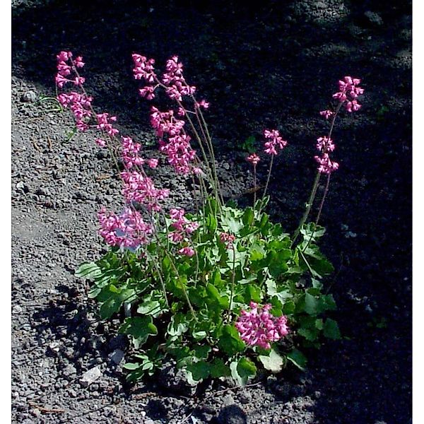 Purpurglöckchen - Heuchera sanguinea günstig online kaufen