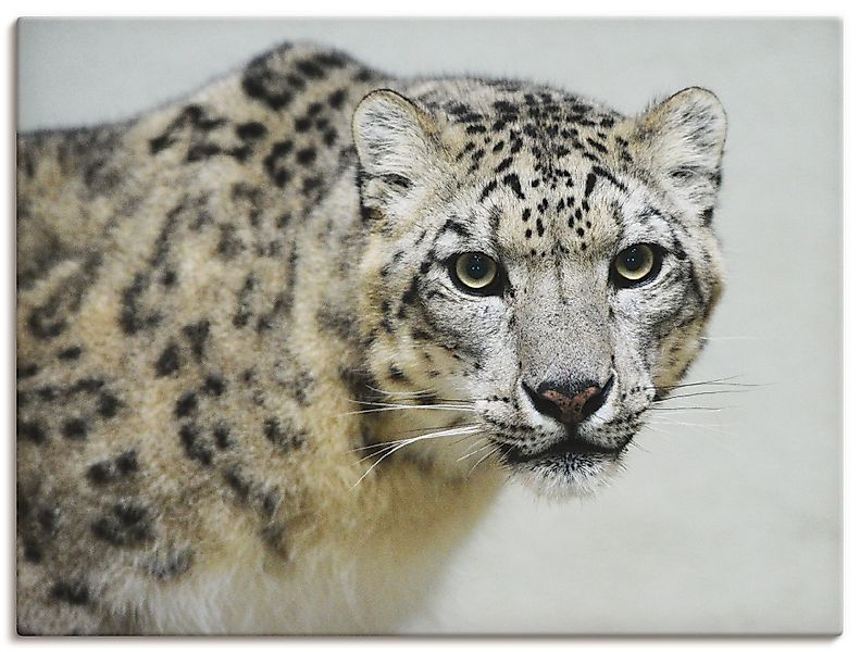 Artland Wandbild »Schneeleopard« Wildtiere 1 Stk. tlg. als Alubild, Outdoor günstig online kaufen