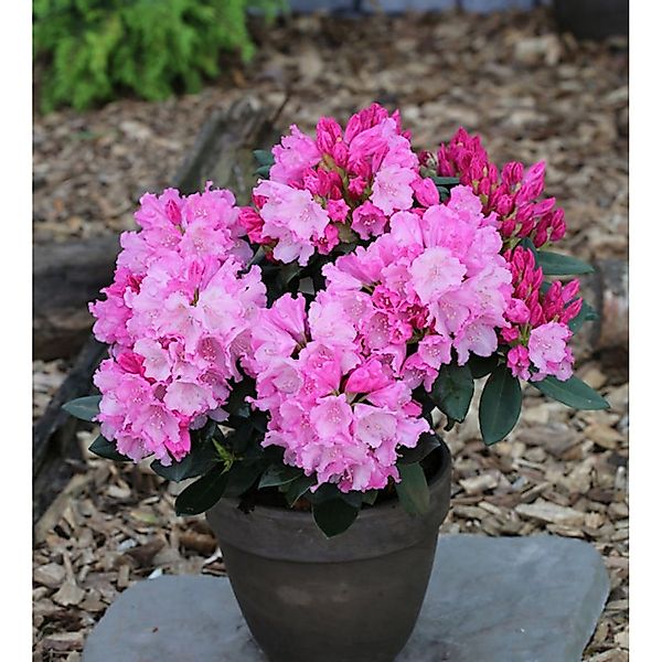 INKARHO - Rhododendron Bad Sassendorf 20-25cm - Rhododendron williamsianum günstig online kaufen