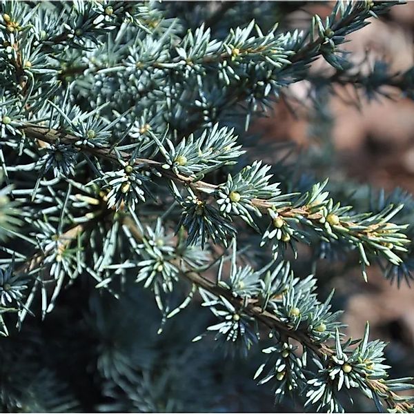 Atlaszeder Silberspitz 80-100cm - Cedrus atlantica günstig online kaufen