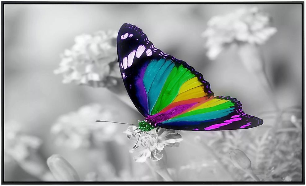 Papermoon Infrarotheizung »Bunter Schmetterling auf weißen Blumen« günstig online kaufen