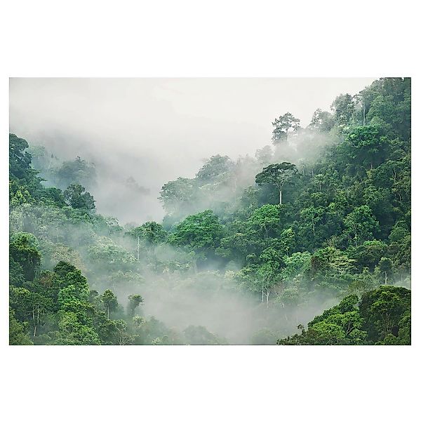 Bilderwelten Vliestapete Dschungel im Nebel grün Gr. 432 x 290 günstig online kaufen