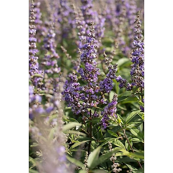 Vitex Agnus-Castus Delta Blues Mönchspfeffer Blau 40–60 cm günstig online kaufen