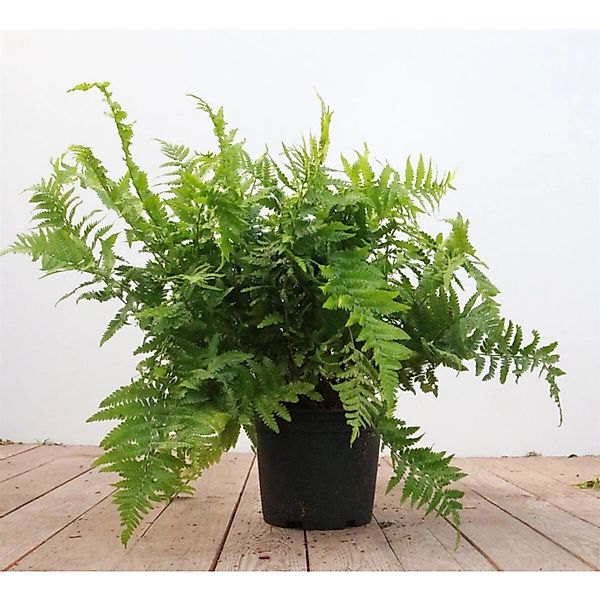 Dryopteris Filix-Mas Wurmfarn 30-40 cm günstig online kaufen