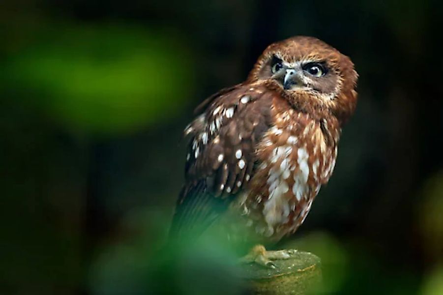 Papermoon Fototapete »Brown Wood Owl« günstig online kaufen