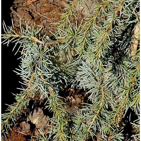 Säulen-Atlaszeder 40-60cm - Calocedrus decurrens günstig online kaufen